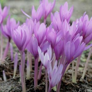 Колхикум Джайент  (Colchicum Giant), 1 шт (разбор 20/22) - картинка 2