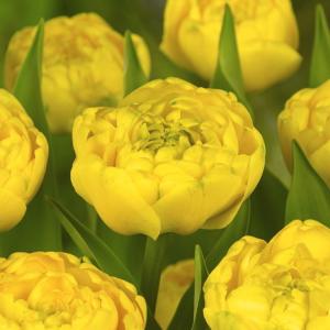 Тюльпан Йеллоу Помпонет (Yellow Pomponnet), 10 шт (разбор 12/14) - картинка 4