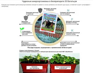 33 Богатыря (почвооздоравливающий микробиологический препарат), 5 л - картинка 8