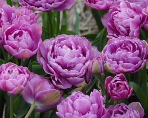 Тюльпан Лайлак Перфекшн (Lilac Perfection), 10 шт (разбор 12/14) - картинка 4