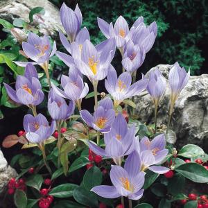 Крокус Специосус Конкерор (Crocus speciosus Conqueror), 20 шт (разбор 5/7) - картинка 1
