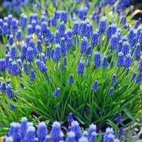 Мускари Арменикум (Muscari armeniacum), 50 шт