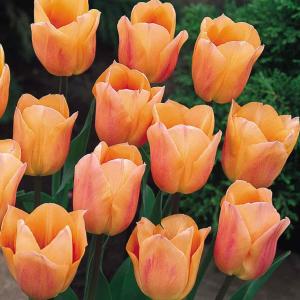 Тюльпан Эприкот Бьюти (Apricot Beauty), 10 шт (разбор 11/12) - картинка 3