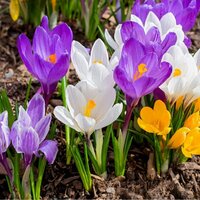 Крокус крупноцветковый смесь (Crocus vernus Mixed), 10 шт (разбор 9/10)