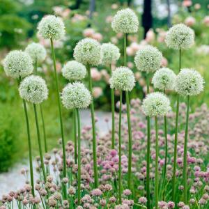 Аллиум Маунт Эверест (Allium Mount Everest), 1 шт (разбор 20/22) - картинка 4