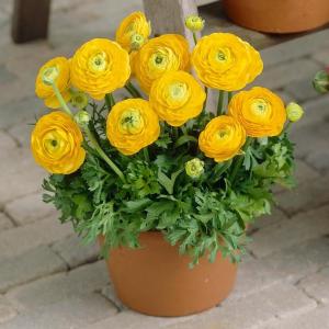 Ранункулюс Авив Джун (Ranunculus Aviv Jaune), 15 шт (разбор 7/8) - картинка 1