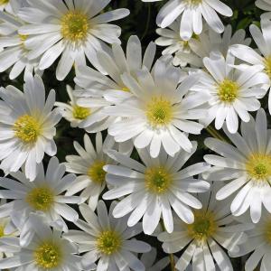 Анемона Бланда Уайт Сплендор (Anemone blanda White Splendour), 25 шт (разбор 5/6) - картинка 3