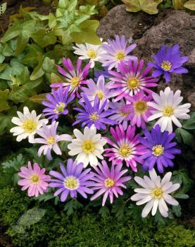 Анемона Бланда смесь (Anemone blanda mix), 25 шт (разбор 5/6) - картинка 2