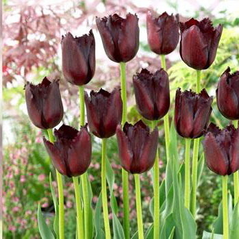 Тюльпан Винсент Ван Гог (Vincent van Gogh), 10 шт (разбор 12/14)