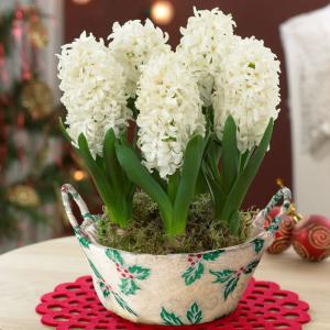 Гиацинт Уайт Перл (White Pearl), 3 шт (горшечный, разбор 18/19!) - картинка 1
