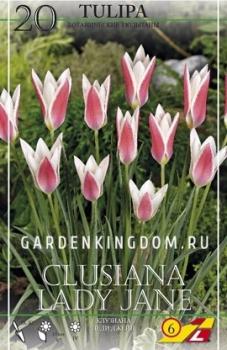 Тюльпан Клузиана Леди Джейн (clusiana Lady Jane), 20 шт - картинка 3