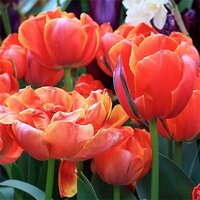 Тюльпан Куинсдей (Queensday), 10 шт (разбор 12/14)