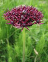 Аллиум Атропурпуреум (Allium atropurpureum), 5 шт (разбор 10/12)