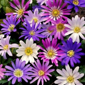 Анемона Бланда смесь (Anemone blanda mix), 50 шт - картинка 1