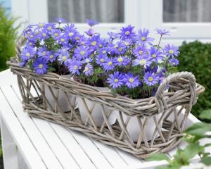 Анемона Бланда Блю Шейдс (Anemone blanda Blue Shades), 25 шт (разбор 5/6) - картинка 1