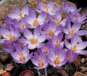 Крокус Специосус Конкерор (Crocus speciosus Conqueror), 20 шт (разбор 5/7) - картинка 3