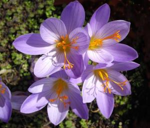 Крокус Специосус Конкерор (Crocus speciosus Conqueror), 20 шт (разбор 5/7) - картинка 2
