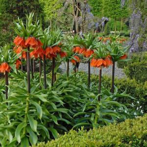 Рябчик императорский Рубра (Fritillaria imperialis Rubra Maxima), 1 шт (разбор 22/24) - картинка 2