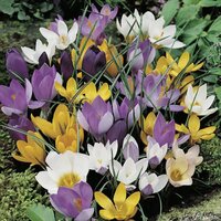 Крокус ботанический смесь (Crocus species Mixed), 100 шт