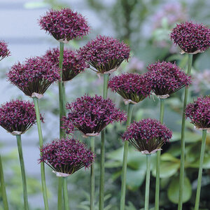 Аллиум Атропурпуреум (Allium atropurpureum), 5 шт (разбор 10/12) - картинка 1