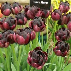 Тюльпан Блек Хиро (Black Hero), 10 шт (разбор 12/14) - картинка 4