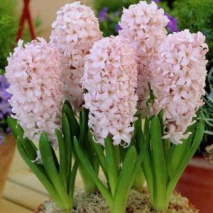 Гиацинт Чайна Пинк махровый (China Pink), 5 шт - картинка 1