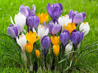 Крокус ботанический смесь (Crocus species Mixed), 25 шт (разбор 5/7)