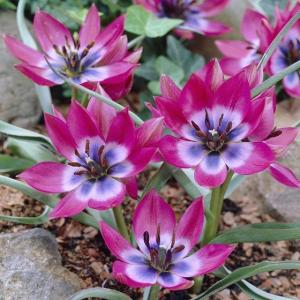 Тюльпан хумилис Литтл Бьюти (humilis Little Beauty), 15 шт (разбор 6/7) - картинка 4
