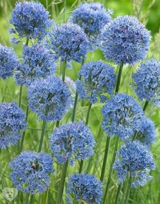 Аллиум Голубой (Allium caeruleum), 25 шт (разбор 5/6)