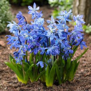 Сцилла Сибирская (Scilla siberica), 50 шт - картинка 2