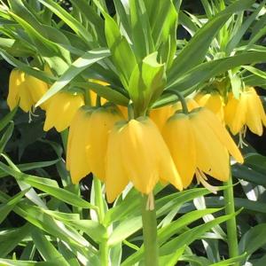 Рябчик императорский Лутеа (Fritillaria imperialis Lutea), 1 шт (разбор 22/24) - картинка 1