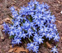 Хионодокса Люцилии (Chionodoxa luciliae), 25 шт (разбор 5/6)