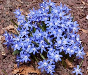 Хионодокса Люцилии (Chionodoxa luciliae), 25 шт (разбор 5/6) - картинка 3