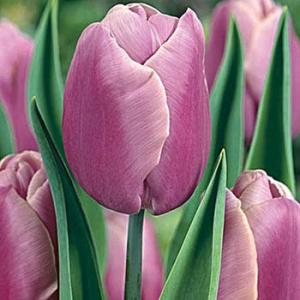Тюльпан Холланд Бьюти (Holland Beauty), 10 шт (разбор 12/14) - картинка 2
