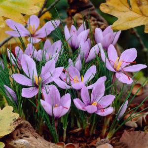 Крокус Сативус (шафран) (Sativus), 15 шт (разбор 9/10) - картинка 1