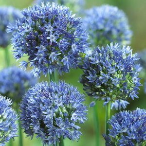 Аллиум Голубой (Allium caeruleum), 25 шт (разбор 5/6) - картинка 3