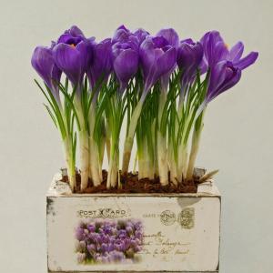 Крокус Флауер Рекорд (Flower Record), 5 шт (разбор 8/9) - картинка 2