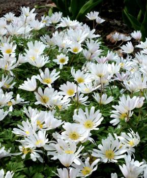 Анемона Бланда Уайт Сплендор (Anemone blanda White Splendour), 25 шт (разбор 5/6) - картинка 4