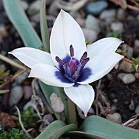 Тюльпан хумилис Альба Коэрулея Окулата (humilis Alba Coerulea Oculata), 5 шт (разбор 6/7)