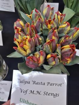 Тюльпан Раста Пэррот (Rasta Parrot), 10 шт (разбор 12/14) - картинка 5