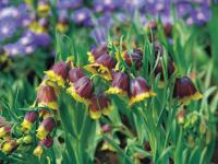 Рябчик Михайловского (Fritillaria michailovskyi), 10 шт (разбор 5/6)