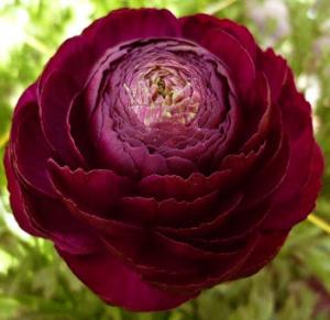 Ранункулюс Авив Руж (Ranunculus Aviv Rouge), 15 шт (разбор 7/8) - картинка 3