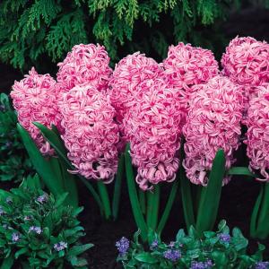 Гиацинт Пинк Перл (Pink Pearl), 3 шт (горшечный, разбор 18/19!) - картинка 3