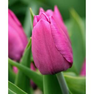 Тюльпан Пинк Триумф (Pink Triumph), 25 шт - картинка 3