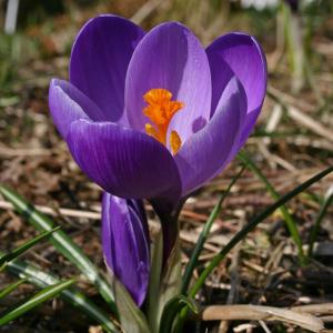 Крокус Флауер Рекорд (Flower Record), 5 шт (разбор 8/9) - картинка 4