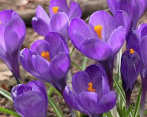 Крокус Флауер Рекорд (Flower Record), 5 шт (разбор 8/9) - картинка 1