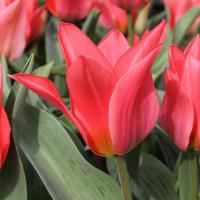 Тюльпан Торонто (Toronto), 5 шт (разбор 11/12)