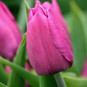 Тюльпан Пинк Триумф (Pink Triumph), 25 шт - картинка 2
