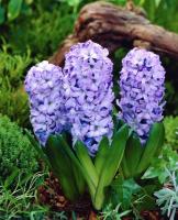 Гиацинт Дельфтс Блю (Delfts Blauw), 3 шт