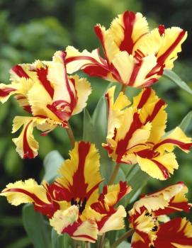 Тюльпан Флэйминг Пэррот (Flaming Parrot), 10 шт (разбор 11/12) - картинка 2